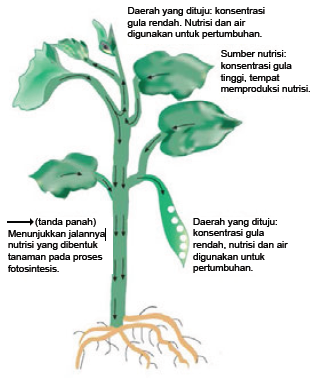 Hasil gambar untuk pengangkutan air dan nutrisi pada tumbuhan